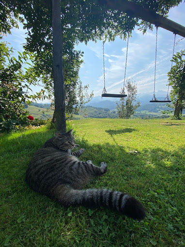 Un gato posando al lado de un columpio en el jardín de la Casa rural Heredad de la Cueste